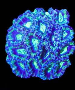 Wysiwyg Acan Colony Coral (C154)
