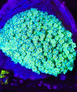 Wysiwyg Flowerpot Coral Colony (C155)