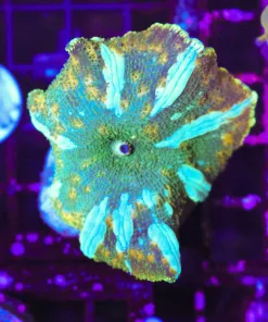 Wysiwyg Green Lightning Massive Mushroom ! | march's top mushroom pick (C156)