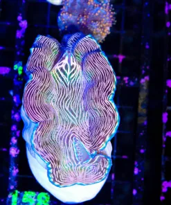 Wysiwyg Large Derasa Clam (C158)