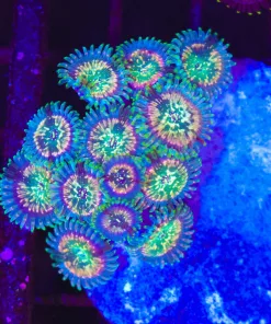 Wysiwyg Small Zombie Zoanthid Mini Colony (C159)