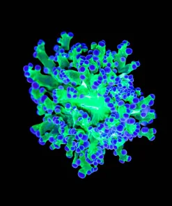 Wysiwyg Classic Frogspawn (C16)