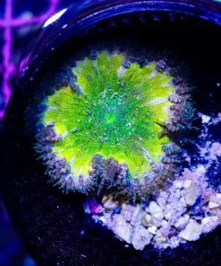 Wysiwyg Rock Flower Anemone (C160)