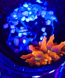 Wysiwyg TINY Bubble Anemone (C160)