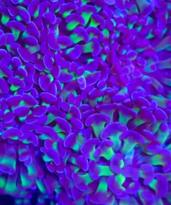 Hammer Coral Frag (C17)