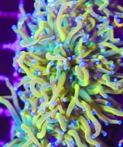 24k Gold Torch Coral (C171)