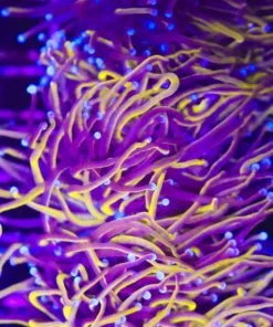 Indo Gold Torch Coral (C172)