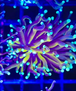 Blue Tip Gold Torch Coral (C173)
