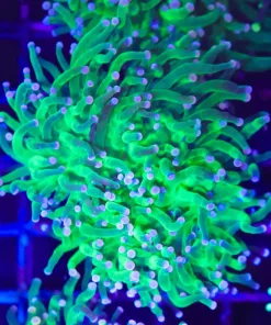 Mandarin Swag Torch COral (C174)