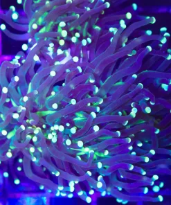Rasta Torch Coral (C175)