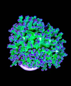 Wysiwyg Classic Frogspawn (C2)