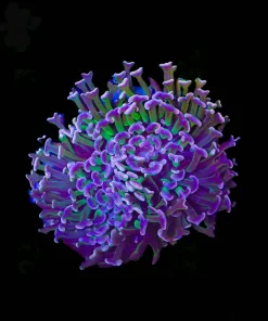 Wysiwyg Multiocolored Large Hammer Coral | Unique (C22)