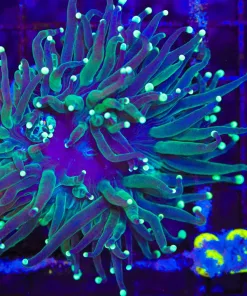 Wysiwyg Torch Coral (C22)