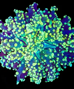 Wysiwyg Yellow Octospawn COral (C26)
