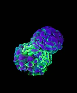 Wysiwyg Hammer Coral Splatter (C27)