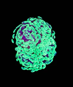 Wysiwyg Radioactive Hammer Coral (C3)