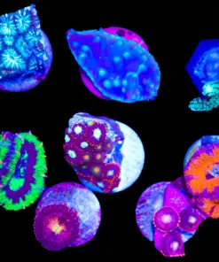Wysiwyg 8 Piece Small Coral Acro Frag Pack | 1 Frag Pack Per Order (C31)