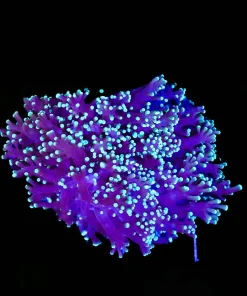 Wysiwyg Large Blue Purple Octospawn (C36)