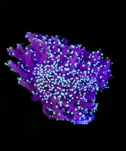 Wysiwyg Large Blue Purple Octospawn (C37)