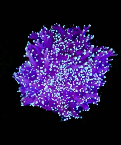 Wysiwyg Large Blue Purple Octospawn (C38)