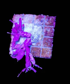Wysiwyg Branching Coralline Macro Algae Frag | Rare (C41)