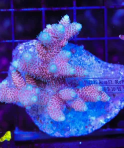 Wysiwyg Acropora Millepora Colony (C41)