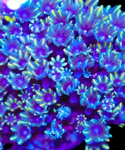 Wysiwyg X-Large Clove Polyp Colony (C44)