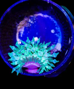 Wysiwyg Small Green Bubble Tip Anemone (C47)