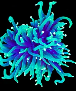 Wysiwyg Torch Coral (C5)
