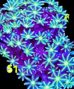 Wysiwyg X-Large Clove Polyp Colony (C51)