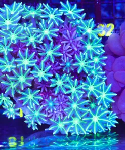 Wysiwyg Clove Polyp Large Colony (C51)