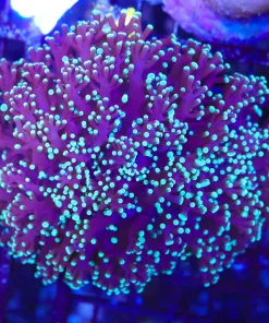 Wysiwyg Large Frogspawn Coral (C53)