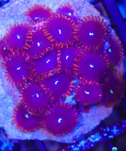 Wysiwyg Red People Eater Zoanthid Colony (C54)