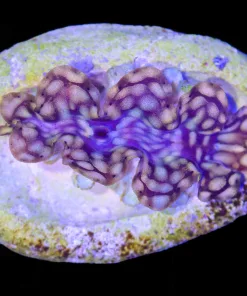 Wysiwyg Small Clam (C56)