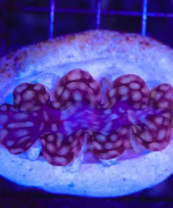 Wysiwyg Smal Leopard Pattern Clam (C56)