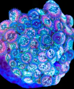 Wysiwyg Zombie Zoa Colony (C57)