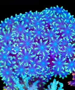 Wysiwyg Large Clove Polyp Colony (C60)