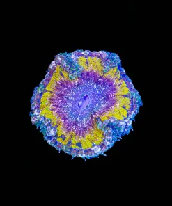 Wysiwyg Rock Flower Anemone (C64)