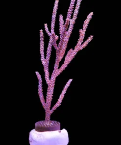 Wysiwyg Photosysenthic Purple Gorgonian Frag (C66)