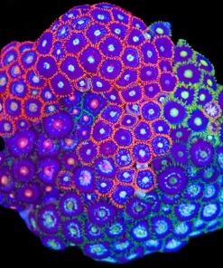 Wysiwyg Crazy Mixed Zoanthid Rock (C66)