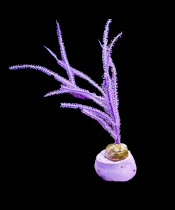Wysiwyg Photosysenthic Purple Gorgonian Frag (C67)