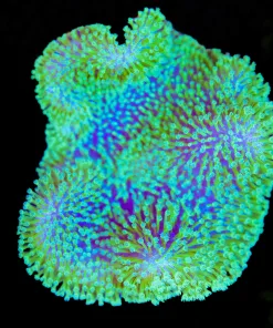 Wysiwyg Green Leather Coral Colony (C68)