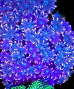Wysiwyg Large Clove Polyp Colony (C69)