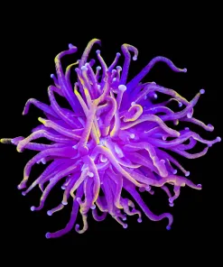 Wysiwyg Golden Indonesian Torch Coral (C7)