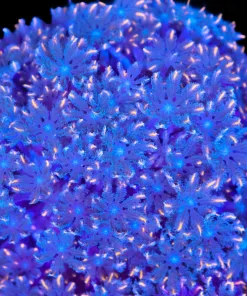 Wysiwyg Large Clove Polyp Colony (C70)