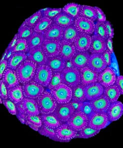 Wysiwyg Zoanthid Coral Colony (C71)
