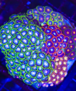 Wysiwyg Crazy Mixed Zoanthid Rock (C72)