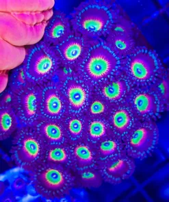 Wysiwyg Crazy Zoa Coral Colony (C73)