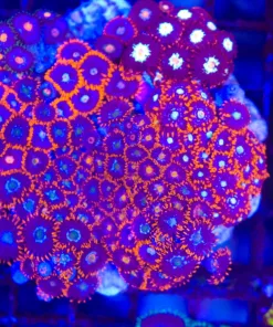Wysiwyg Crazy Mixed Zoanthid Rock (C76)