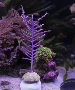 Wysiwyg Photosysenthic Purple Gorgonian Frag (C77)